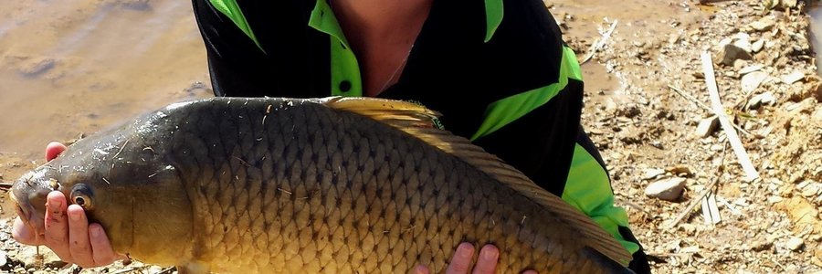 Sandrie Wessels met een van haar persoonlike bestes onder die varswatervisse, â€˜n yslike karp van 6.62kg